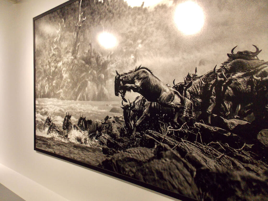 Exposition Yann Arthus Bertrand à Nice (photographie en noir et blanc)