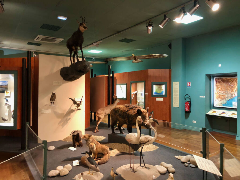Musée d'histoire naturelle, exposition naturaliste, Nice (animaux empaillés)