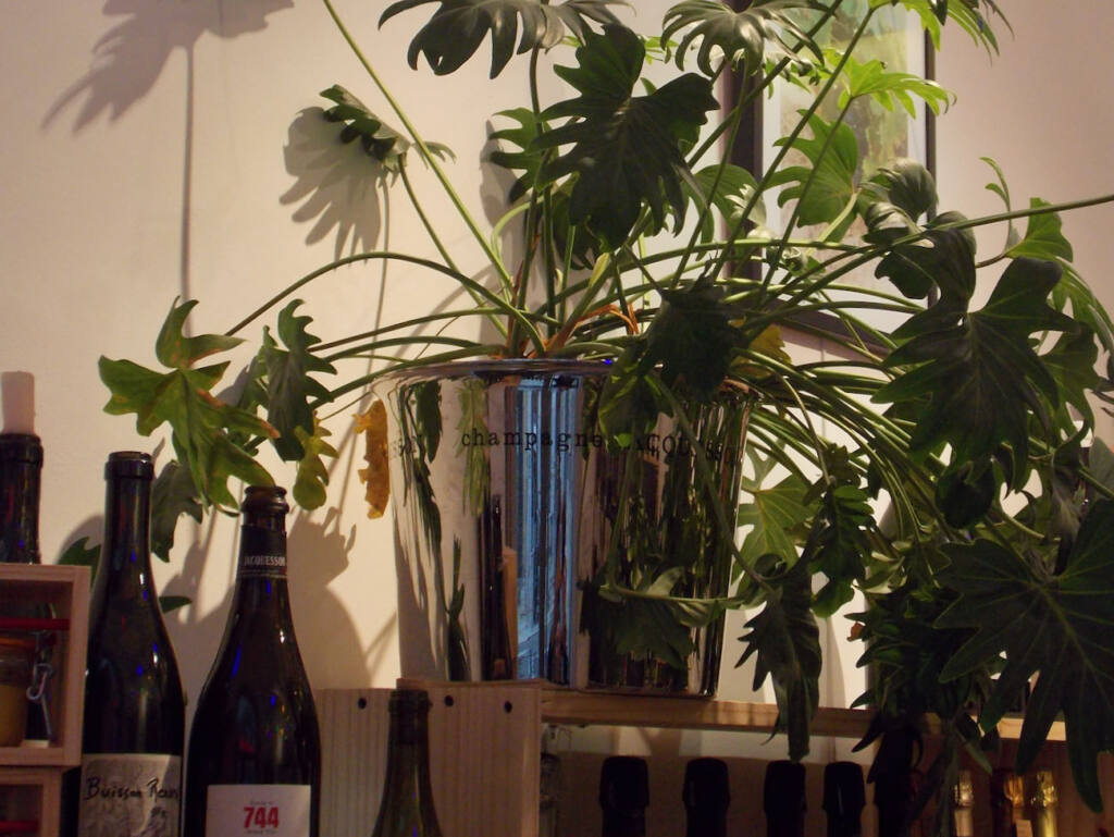 Les vins de Simon, wine cellar, city guide love spots, Nice (plants