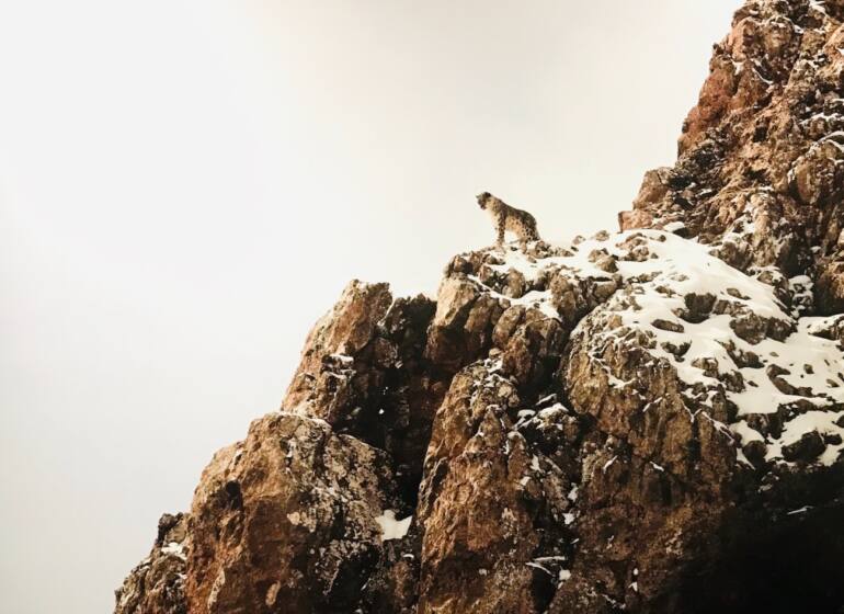 Les 3 pôles : Exposition de photographie animalière de Vincent Munier (panthère des neiges)