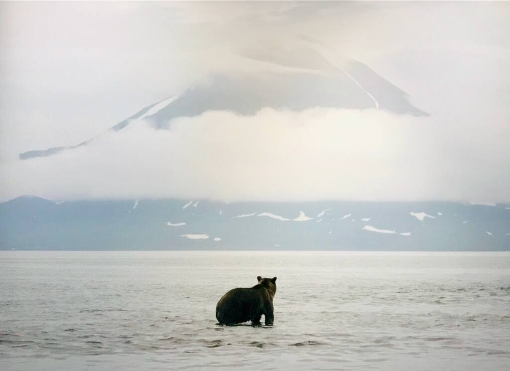 Les 3 pôles : Exposition de photographie animalière de Vincent Munier (ours)
