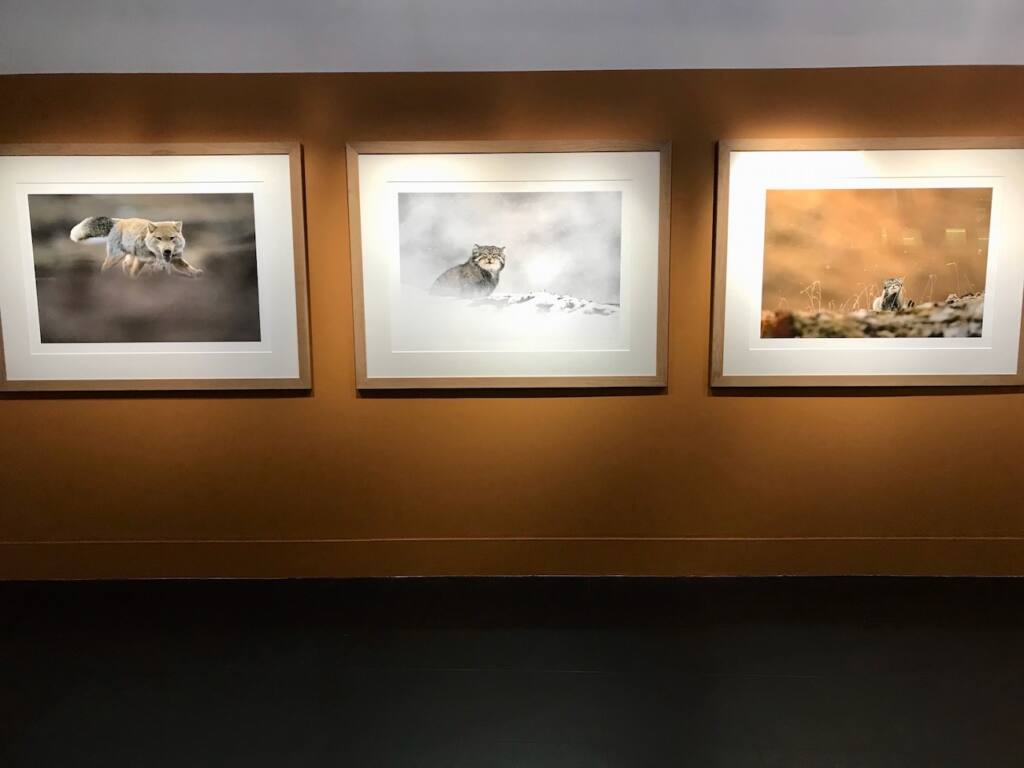 Les 3 pôles : Exposition de photographie animalière de Vincent Munier (accrochage)