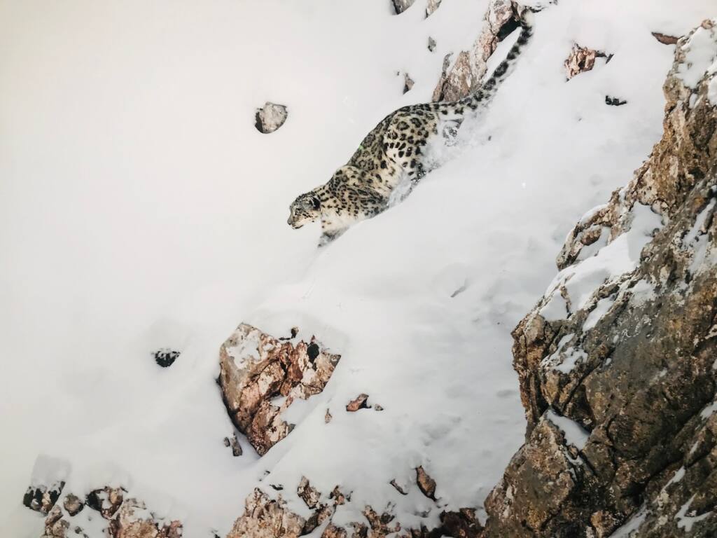 Les 3 pôles : Exposition de photographie animalière de Vincent Munier (panthère des neiges descente)