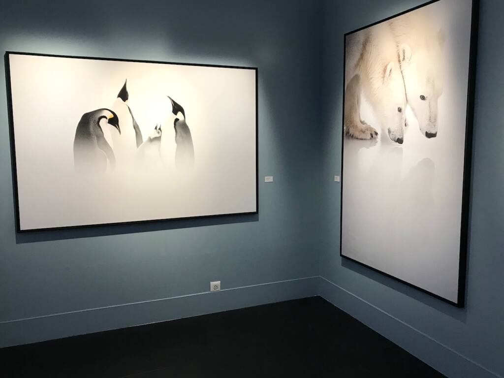 Les 3 pôles : Exposition de photographie animalière de Vincent Munier (arctique)