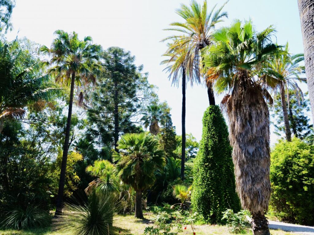 Jardin de la Villa Thuret à Antibes (Palmiers).