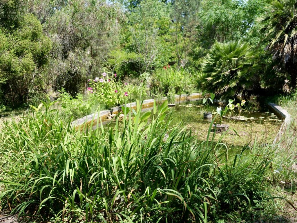 Jardin de la Villa Thuret à Antibes (plantes aquatiques);