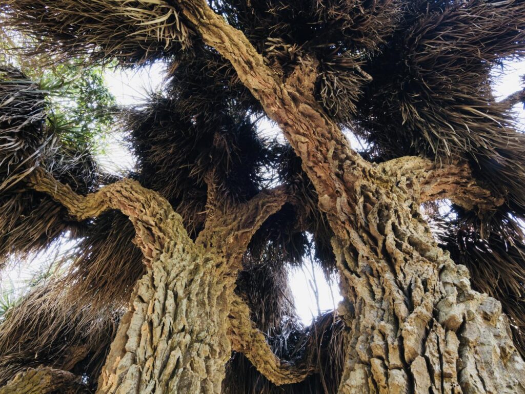 Jardin de la Villa Thuret à Antibes ( Nolina bigelovii)