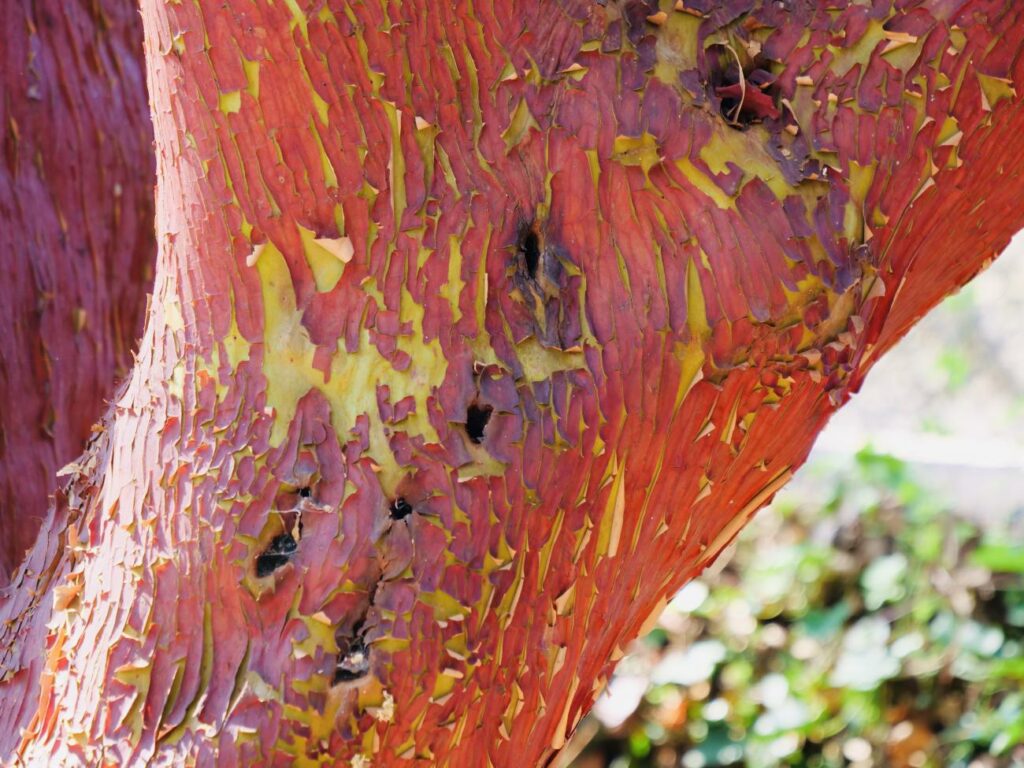Jardin de la Villa Thuret à Antibes ( Arbutus andrachne).
