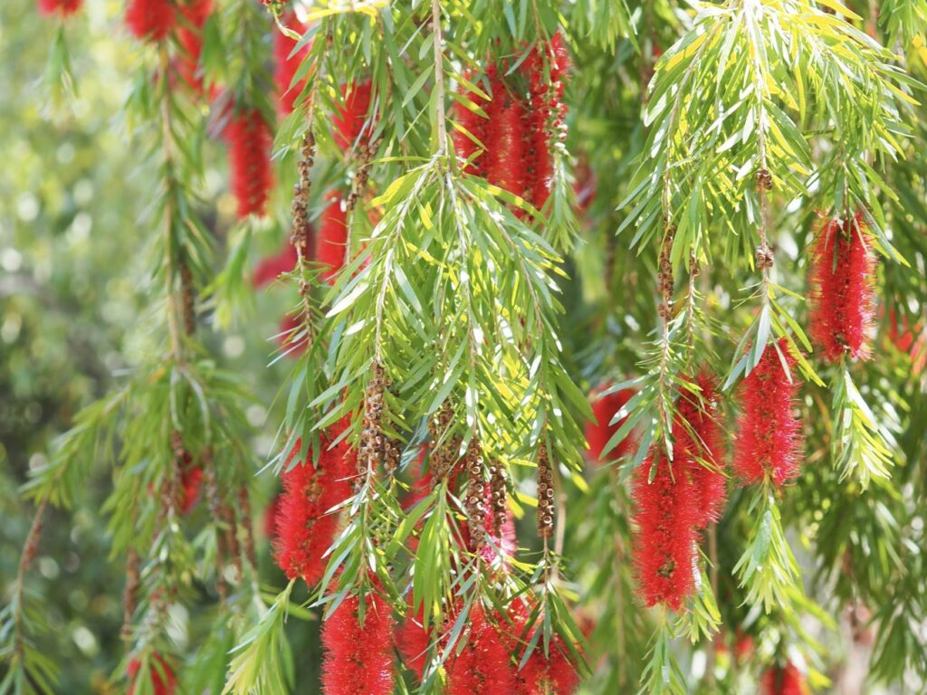 Jardin de la Villa Thuret à Antibes ( Callistemon vinimalis).