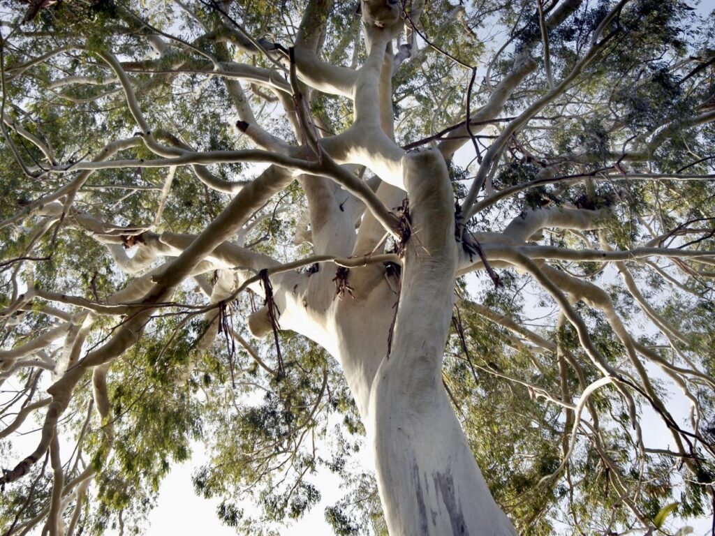 Jardin de la Villa Thuret à Antibes ( Eucalyptus dorrigoen)